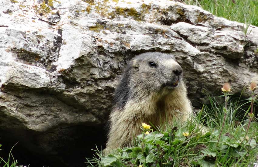 A Mont Blanc Marmotte!