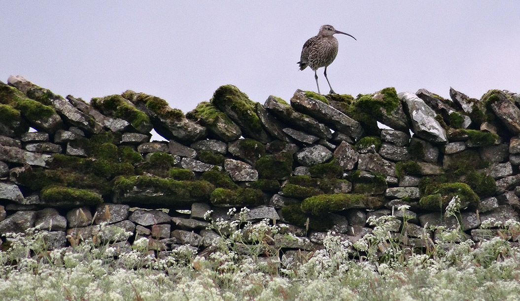 Birdlife on Wainwright's Coast to Coast