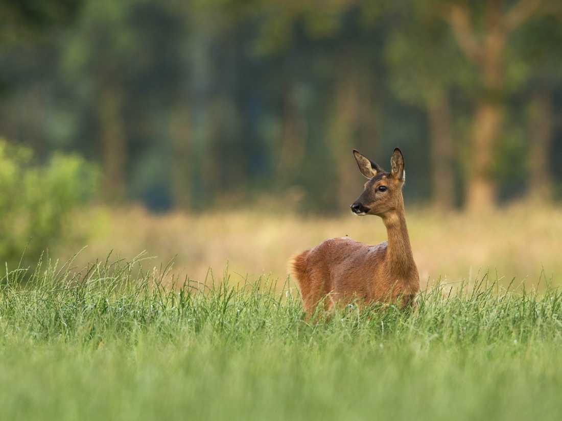 Roe deer in England |  Hans Veth