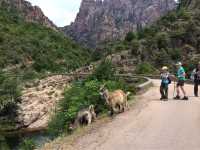See long-haired goats in Corsica |  Kate Baker