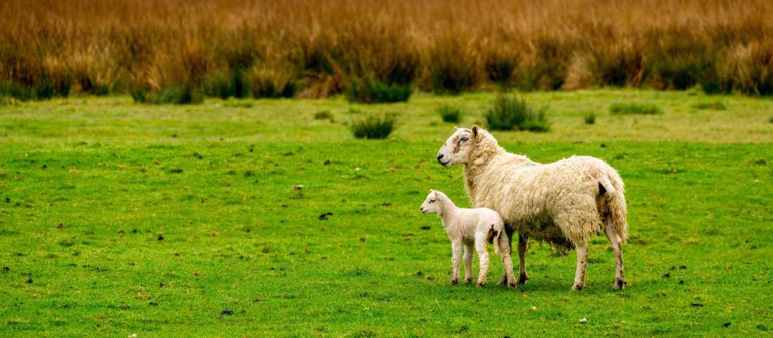 Mother and baby Cotswold sheep |  Wire Stock