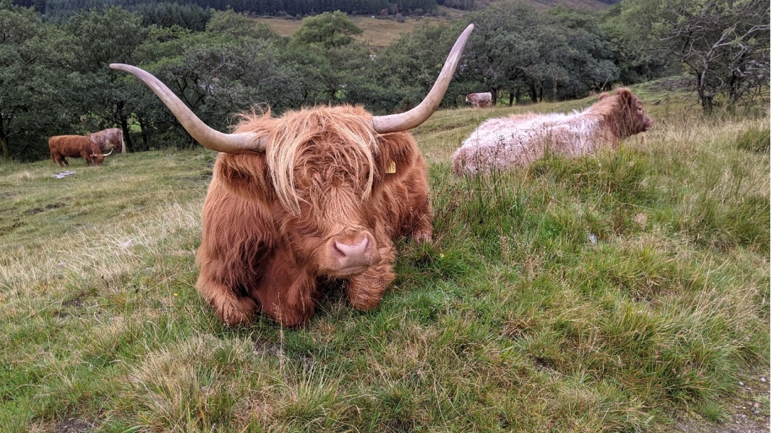 Spotting animals on the West Highland Way from Tyndrum to Bridge of Orchy | <i>Tom Riddle</i>