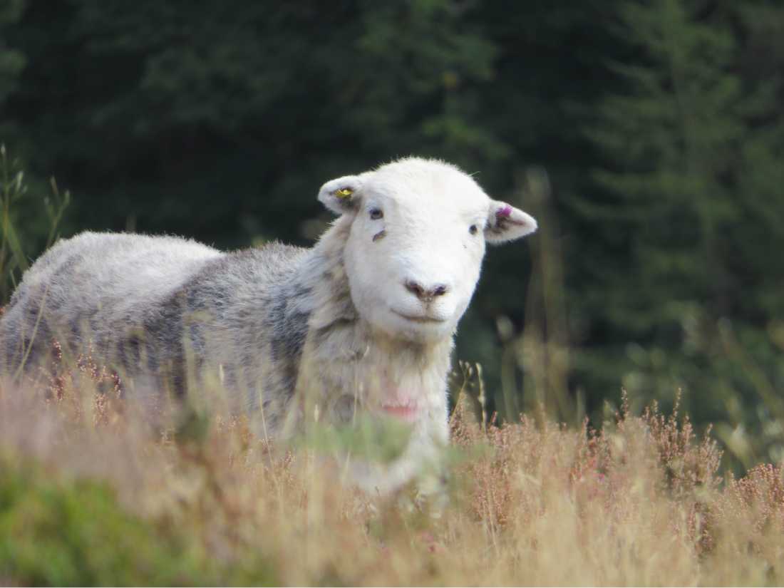 Herdwick sheep in the meadow |  John Millen