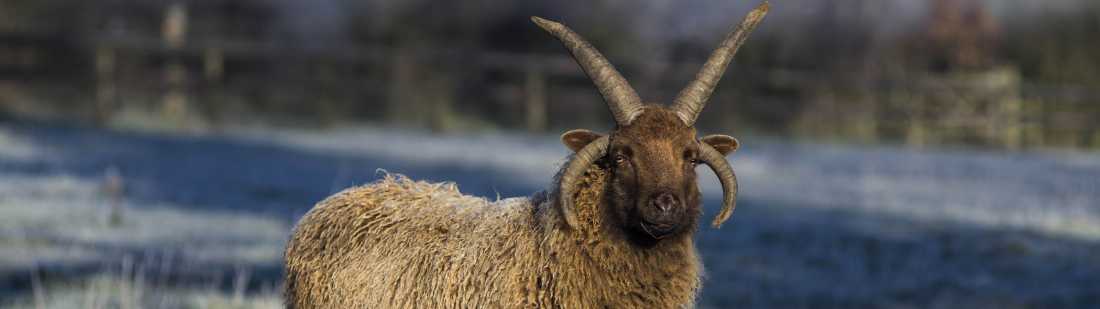 A rare breed found on the Isle of Man |  Robin Box
