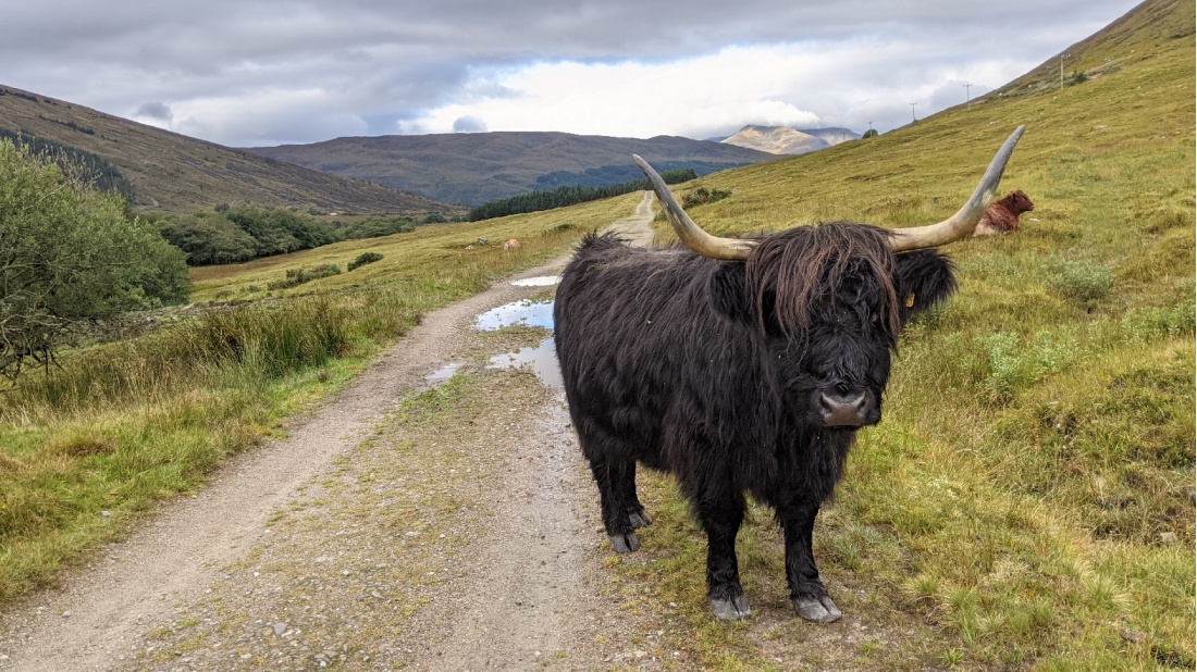 Meeting some animals on the West Highland Way | <i>Tom Riddle</i>