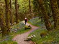 Walking amongst the Bluebells |  Simone Salvatore