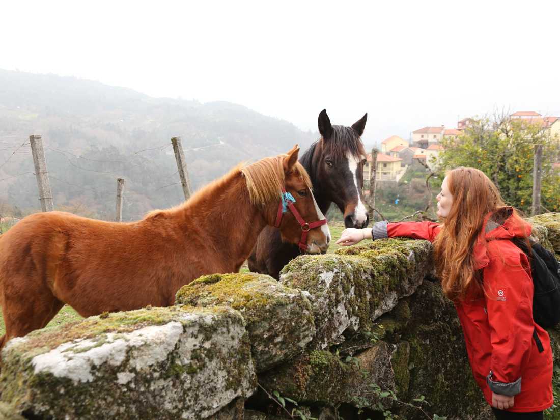 Meeting the locals, Peneda Geres National Park, Portugal